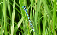 Common Bluet (Enallagma cyathigerum)